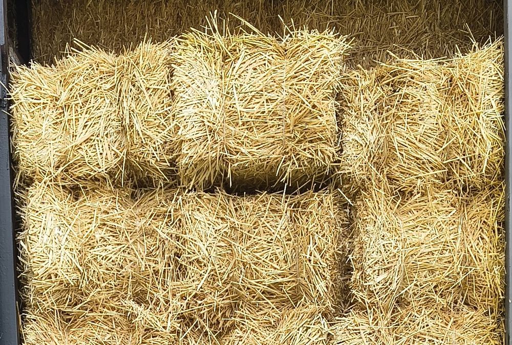 Ячмінна ячна солома в тюках тюки ячмінки обмолот 2025 р