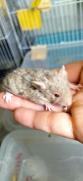 Тексель - кудряві, атласні - сатинові малюки мишки, миші, мишенята