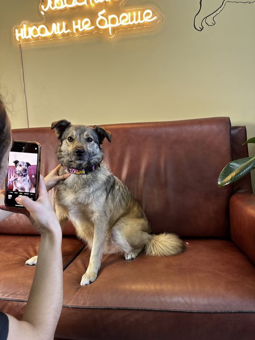 Бруня шукає дім, стерилізована