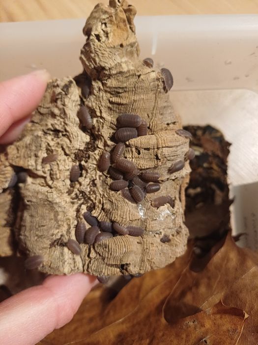 Isopody Cubaris murina