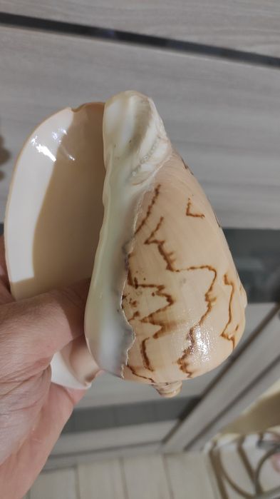 Ракушка большая   .