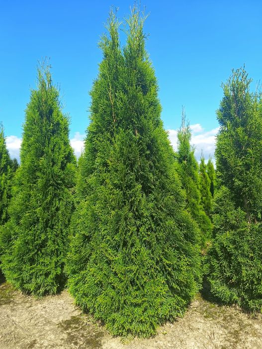 Thuja Brabant wys. 120cm od producenta!!!