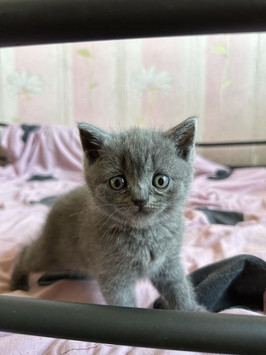 Продам шотландську дівчинку голубого окрасу
