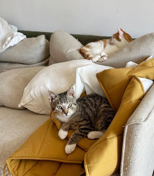 Młody Toto szuka domku!