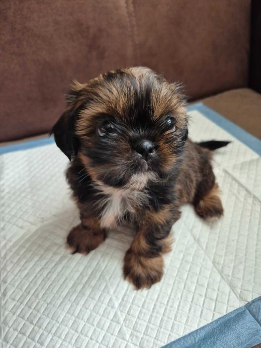 Shih Tzu suczka  *REZERWACJA*
