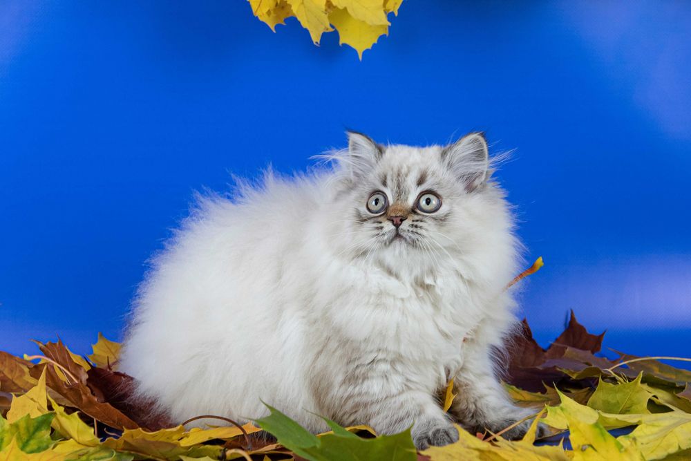 Чистокровне шотландське кошеня