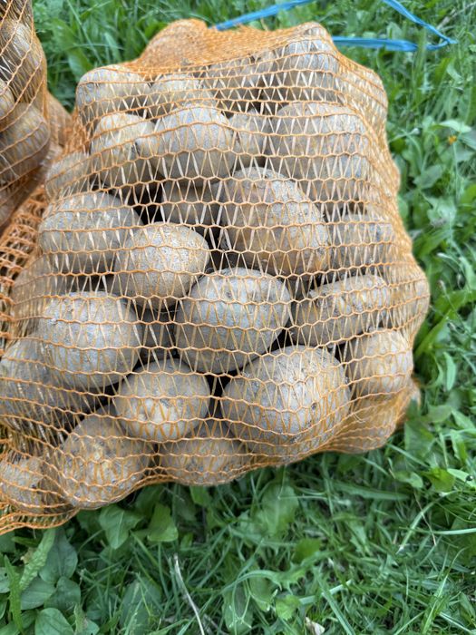 Sprzedam ziemniaki ricarda , denar , jubilat.