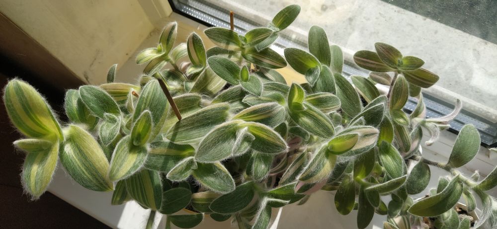 Традесканция Силламонтана