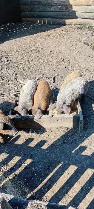 Продам поросята.