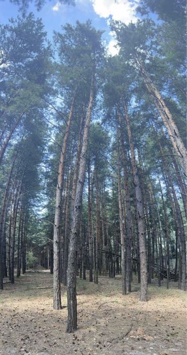 ВЛАСНИК‼️‼️Ділянка в лісі з виходом на воду + 50 кВт