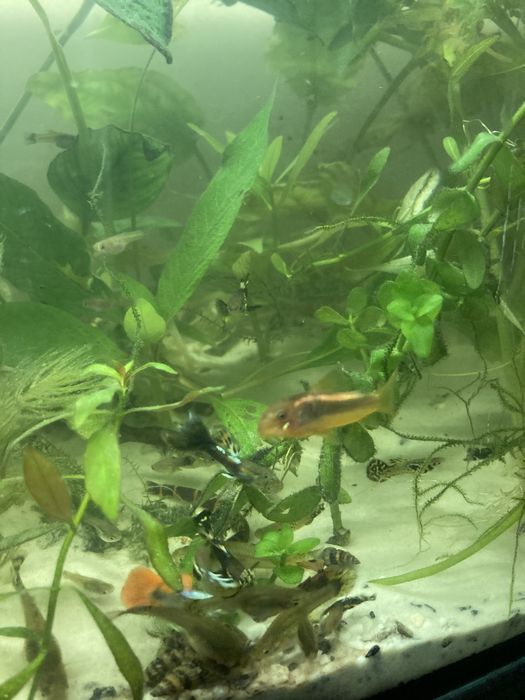 Gupiki mix samiczki samczyki różne kolory