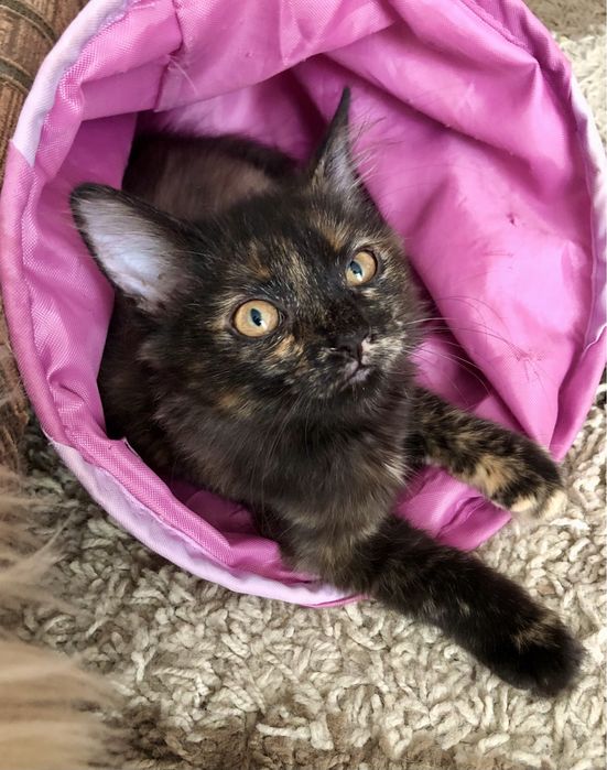 Пепсі шукає родину!