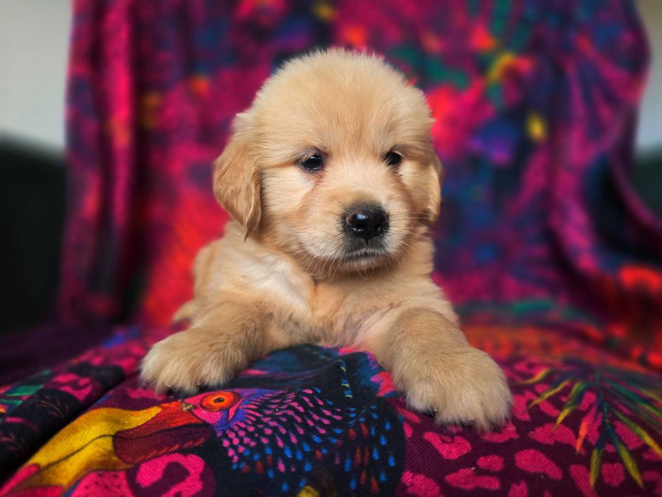 GOLDEN RETRIEVER-złote szczeniaki, śliczne, ZKwP/FCI