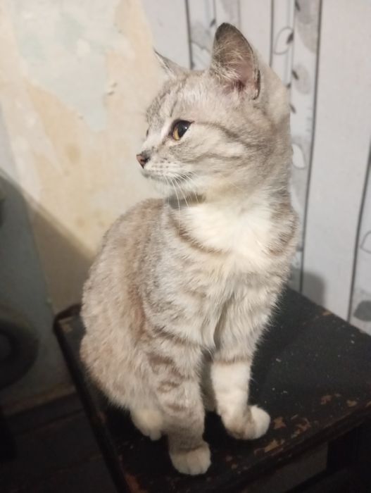 Віддам кошенят  хлопчиків