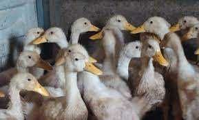 стар 53 інкубаційне яйце