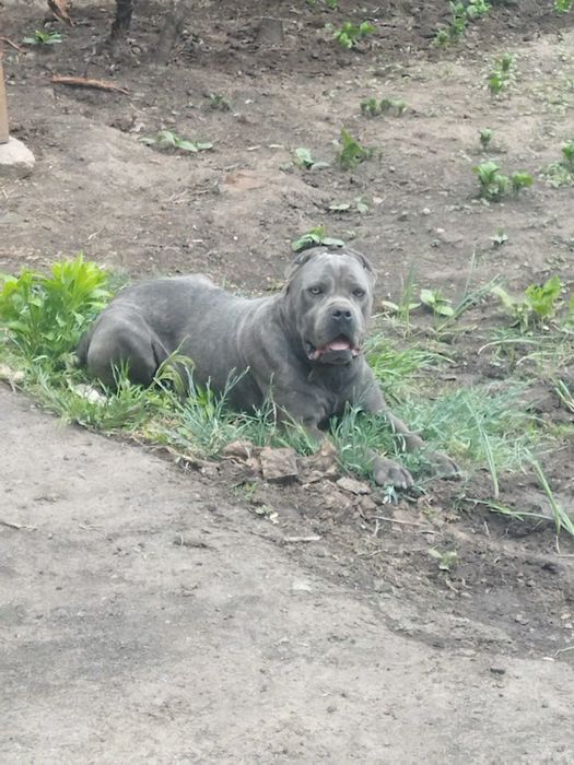 В'язка пса. Кане корсе сірого кольору  Олександр