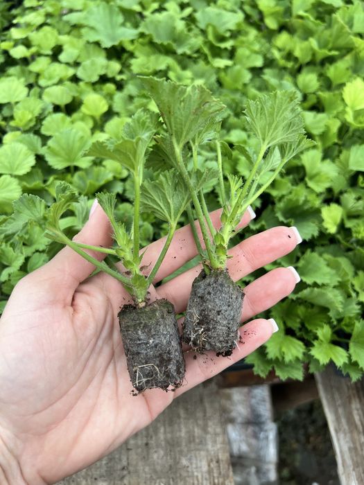 Королівські пеларгонії касетні живці в торфотаблетках