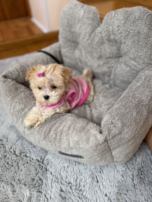 Бебі фейс мальтіпушки