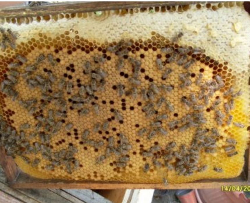 Sprzedam rodziny pszczele