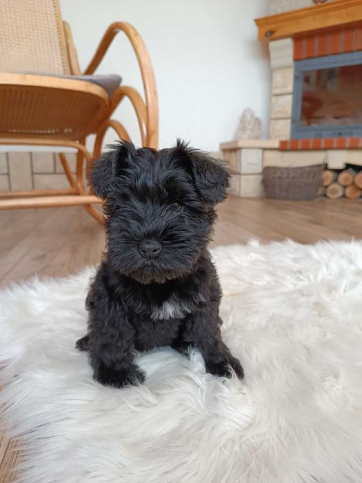 Sznaucer Miniaturowy