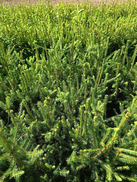 Świerk pospolity 4.0 35 cm - 70 cm sortowane