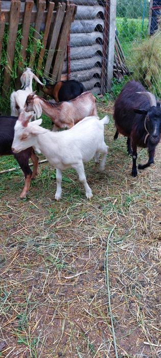 Кози породні альпійські, нубійські та інші