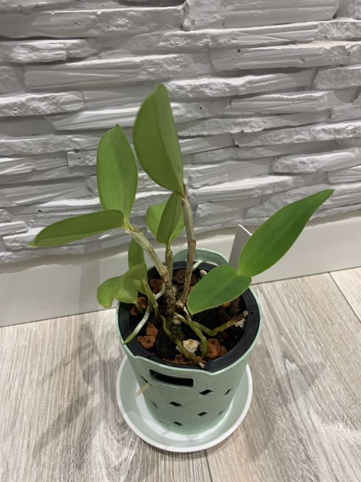 Орхідея Cattleya Forbesii Larissa x self