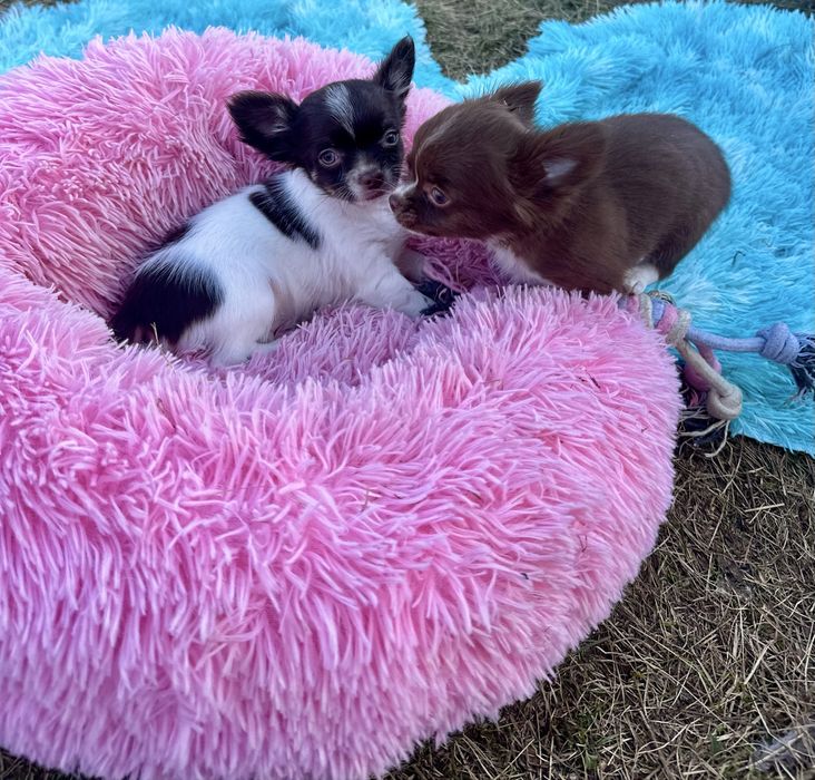 Bialo czekoladowy piesek chihuahua z metryka FCI