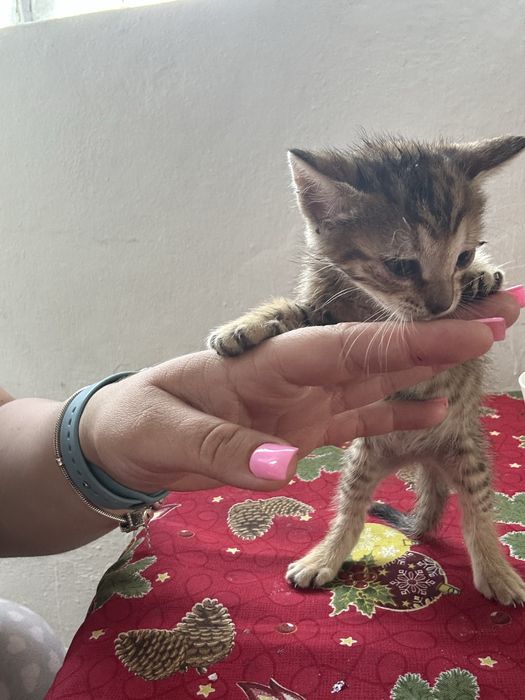 Gatinha para adocao responsavel