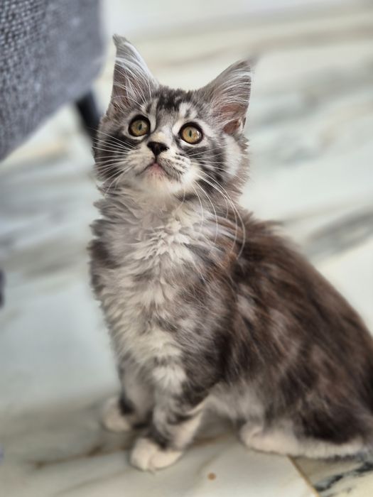Kotki Maine coon tylko kotka