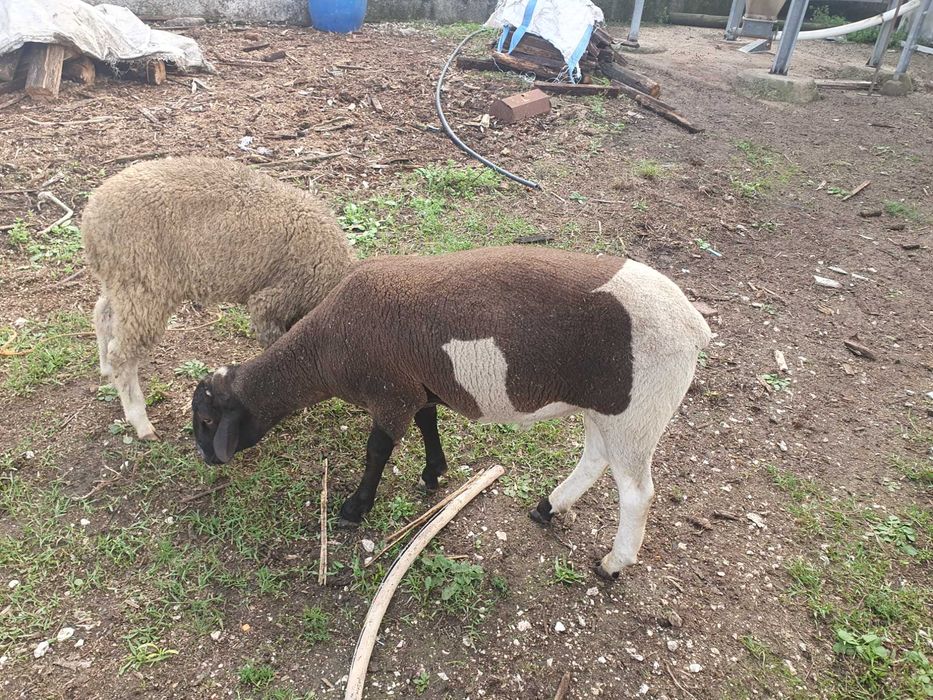 Carneiro cruzado dorper com merino 10 meses