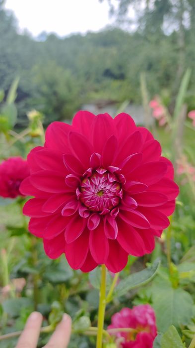 Клубні різних жоржин