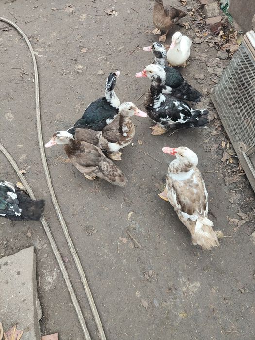 Індоутки, індоутаки