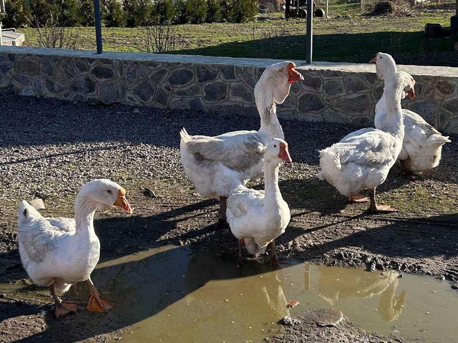 Приймаю  замовлення на гусенят породи "Холмогори"
