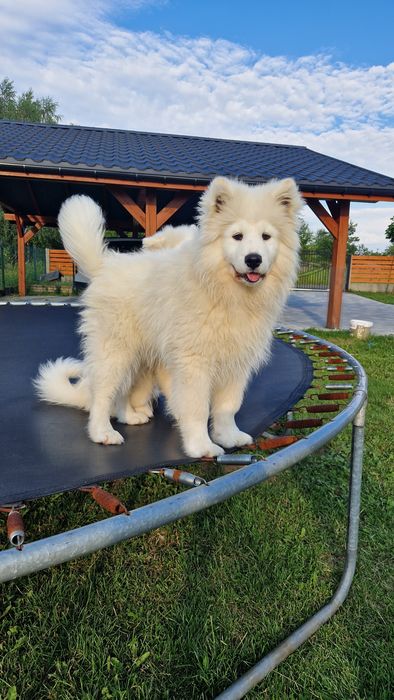 Szczeniaki Samoyed