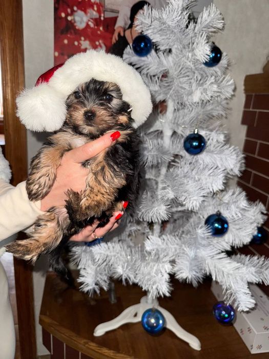 Йоркширський тер'єр