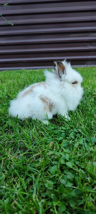 Левоголовий декоративний кролик