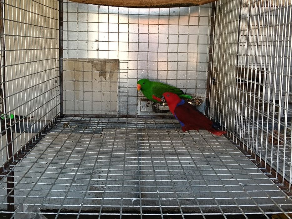 Casal de ecletus 2022