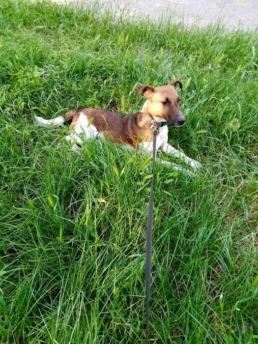 Фокстерьєр, в'язка