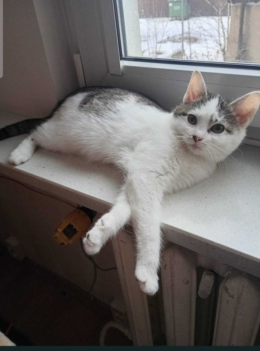 Uroczy przytulaśny Bubuś szuka domu