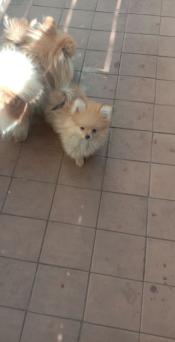 Дівчатка,Померанський шпіц