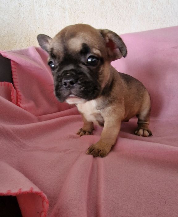 Menina bulldog fawn