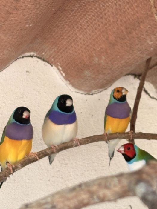 Diamantes de gould