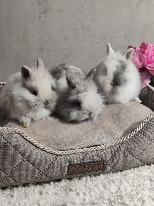 Króliczki Teddy Mini lop Lwie biało szare samiczka i samczyk