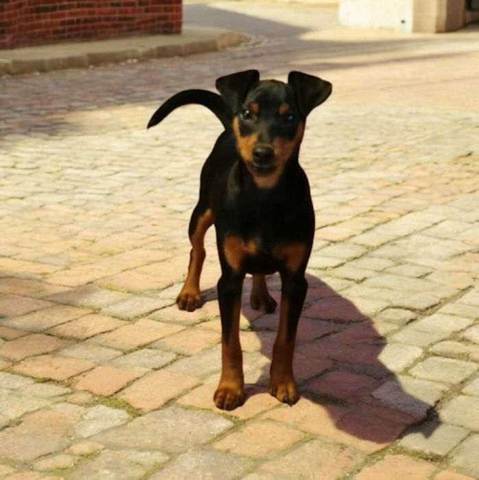 Pinczer miniaturowy szczenię  rodowód ZKwP (FCI)