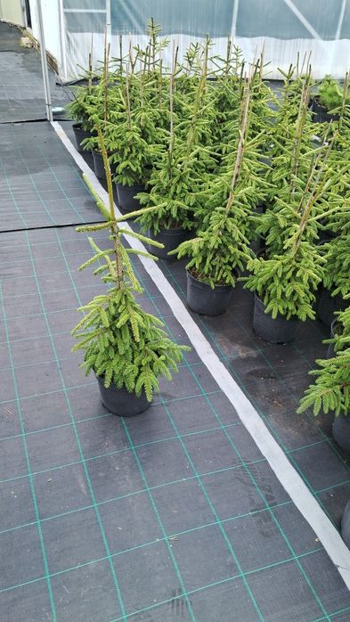 сосна щеплена /сосна привитая