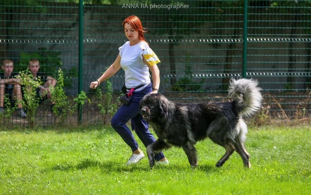 Хендлер. Кінолог.Підготовка собаки до виставки.(Хендлер.Кинолог.Подгот