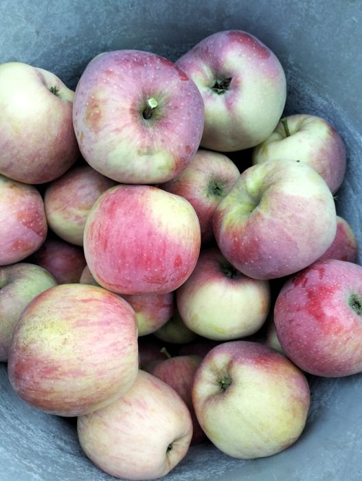 Продам домашні зимові яблука сорту флоріна