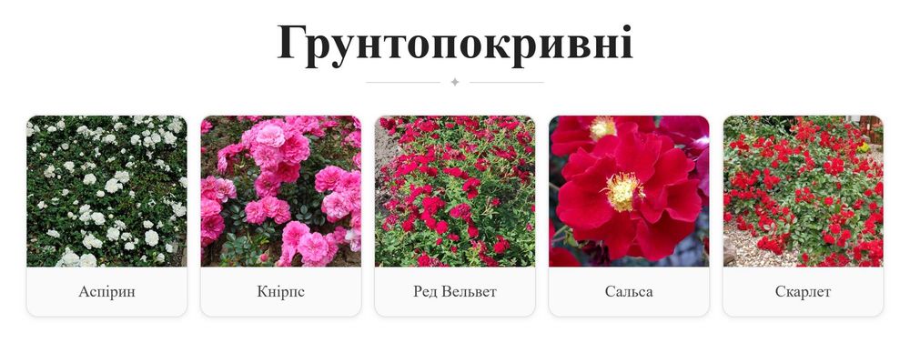 Саджанці троянд від виробника, 90+ сортів