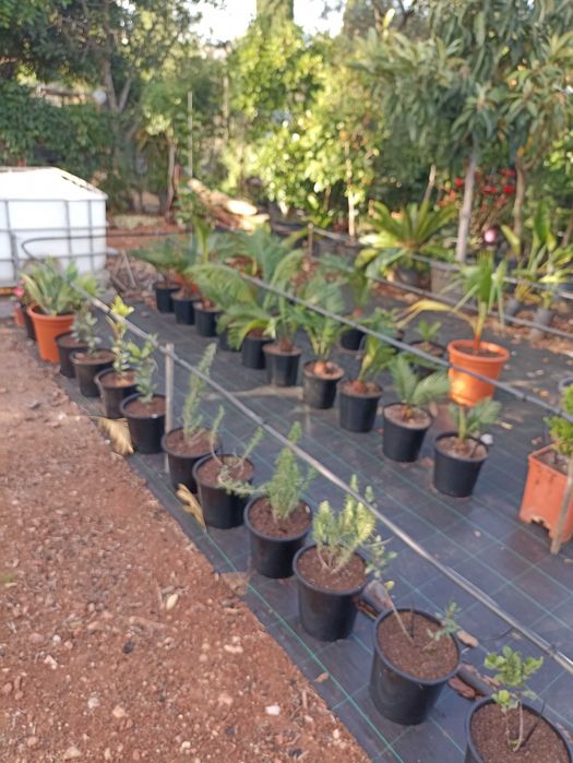 Árvores e plantas de jardim tenho todo   de frutos